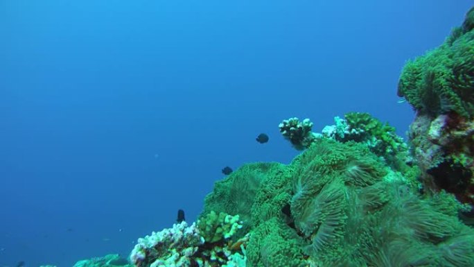 雀鲷学校游过海葵，Humbug Dascyllus - Dascyllus aruanus和壮丽的海