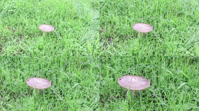 草地上绿草丛中室外蘑菇的视频。选择性聚焦。最小概念。