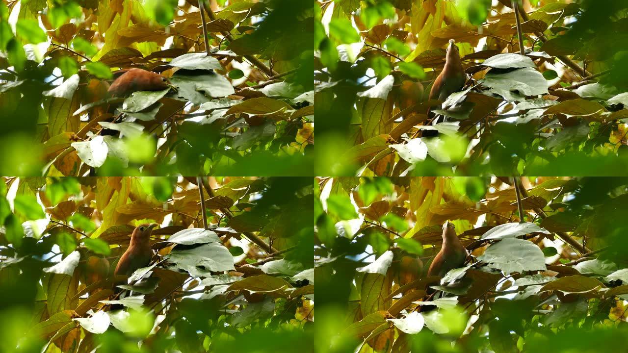 松鼠布谷鸟疯狂地挖掘藏在树叶中的虫子来喂养