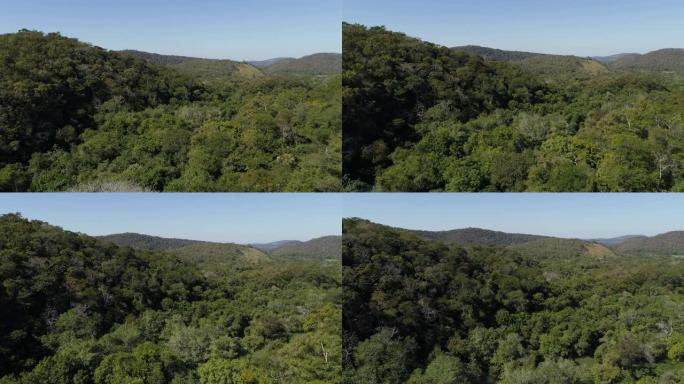 巴西桉树森林的航拍图像