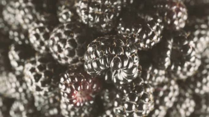 Blackberry harvest, black berries, wild berries. L