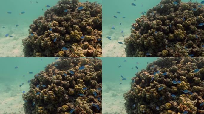 太平洋中的孔雀雀。海洋中有美丽的蓝色和黄色鱼类的水下生活。珊瑚礁附近的热带鱼。在清澈的水中潜水。