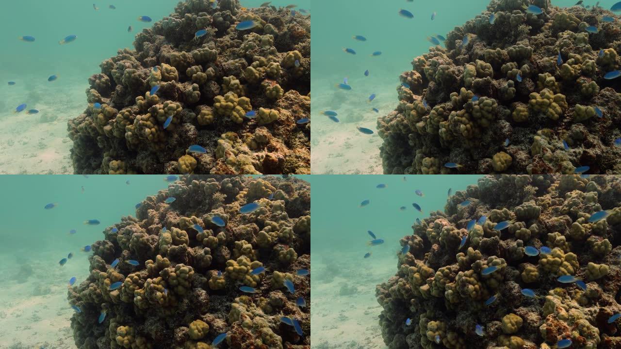 太平洋中的孔雀雀。海洋中有美丽的蓝色和黄色鱼类的水下生活。珊瑚礁附近的热带鱼。在清澈的水中潜水。