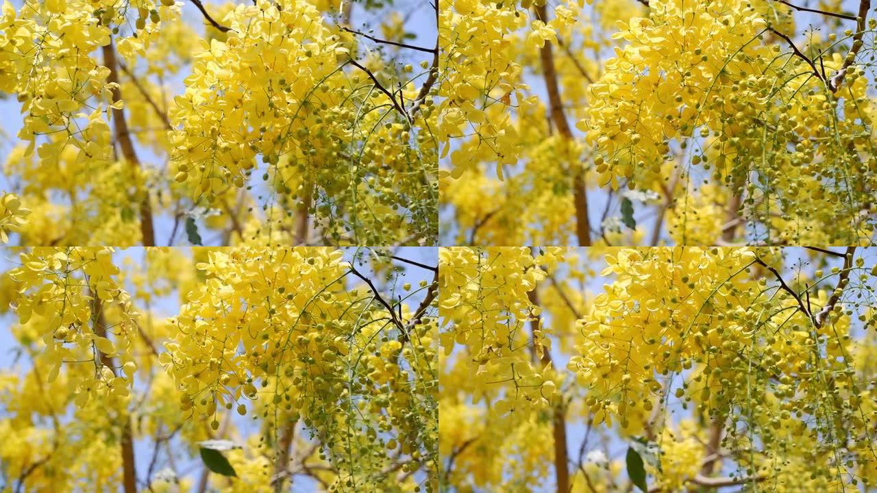 金色的花洒树 (决明子瘘管) 在蓝天和阳光普照的树上盛开。