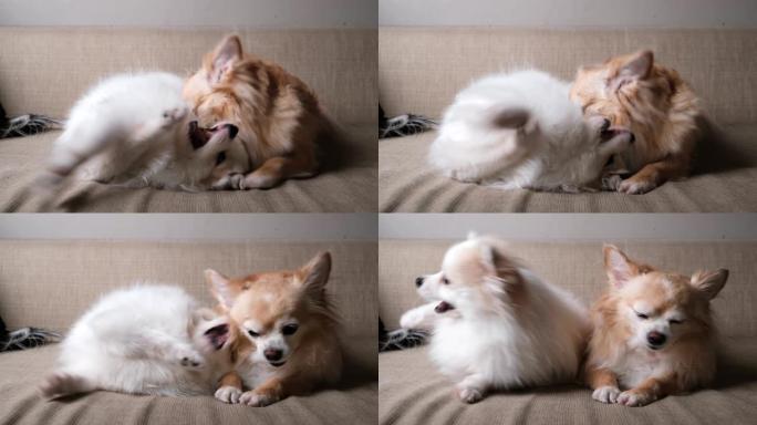 4k uhd吉娃娃和波美拉尼亚可爱的狗在沙发沙发客厅有趣的动物家居概念上一起玩耍咬人