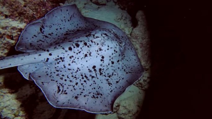 圆形的ribbontail ray - Taeniura meyeni在夜间在珊瑚礁上游泳，印度洋，