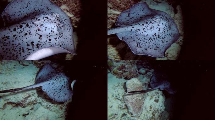 圆形的ribbontail ray - Taeniura meyeni在夜间在珊瑚礁上游泳，印度洋，