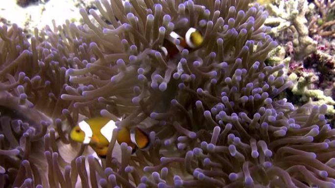 小丑鱼 (假小丑鱼-Amphiprion ocellaris) 特写