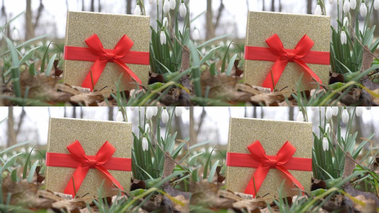 看看冬末生长的雪花莲和一个礼品盒