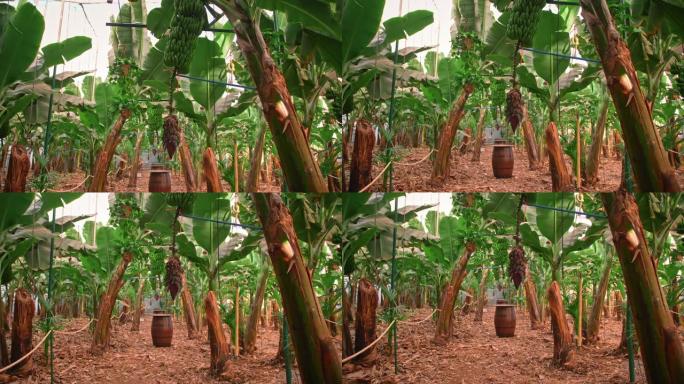 香蕉种植园。有巨大绿叶的香蕉树。一堆绿色的香蕉。有机食品的概念
