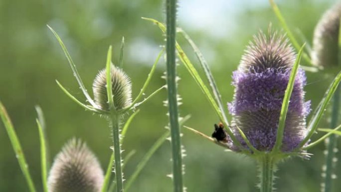 随着风移动的开花蓟和收集花粉的大黄蜂的特写。浅景深的手持记录。
