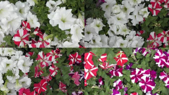红白花在风和开阔的绿色植物上。