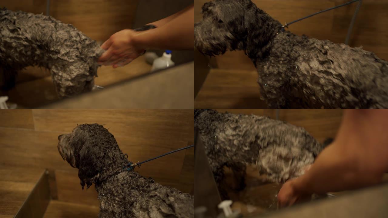 拉布拉多在宠物美容沙龙洗发