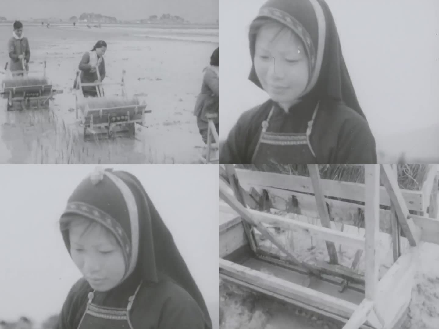 60年代 宁夏春播