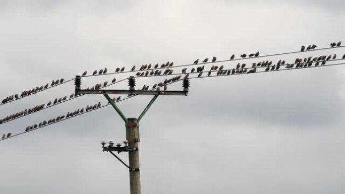 坐在电线上的鸟群