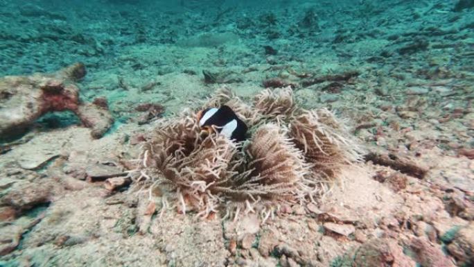 被珊瑚白化环境问题包围的小丑鱼 (Amphiprion clarkii)