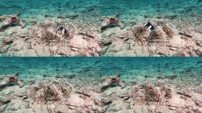 被珊瑚白化环境问题包围的小丑鱼 (Amphiprion clarkii)