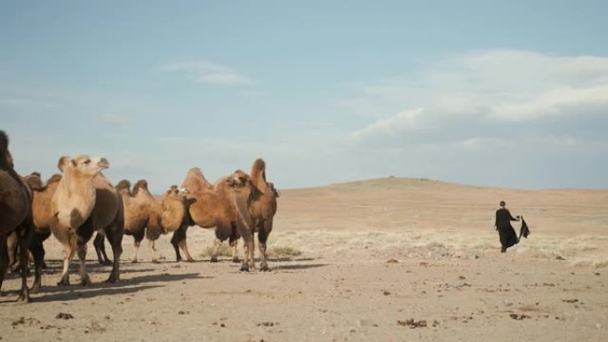 美女民族黑衣，阿巴亚散步草原骆驼，沙漠