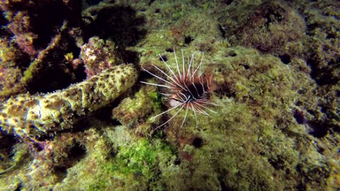 马尔代夫印度洋珊瑚礁上的放射状萤火虫或透明鳍火鸡鱼