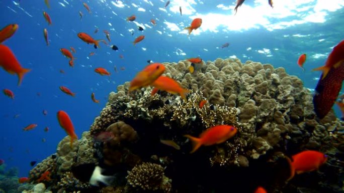 美丽的珊瑚礁和热带鱼。海洋中的水下生物。