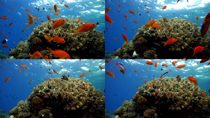 美丽的珊瑚礁和热带鱼。海洋中的水下生物。