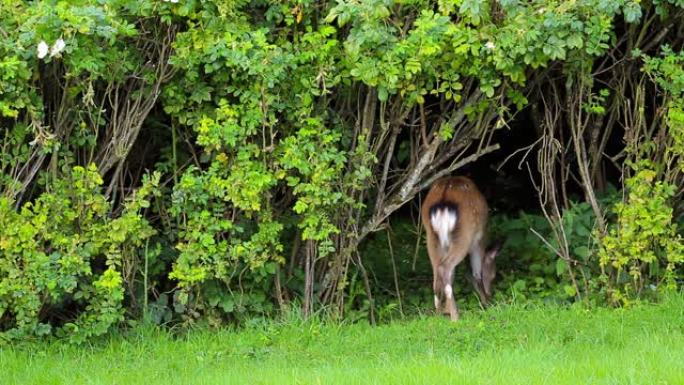 一只小鹿在威克洛郡的一个花园里吃干草树篱的玫瑰园