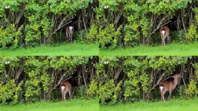 一只小鹿在威克洛郡的一个花园里吃干草树篱的玫瑰园