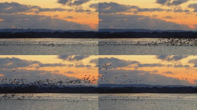 一群飞翔的野鹅海平面日落夕阳景色候鸟飞翔