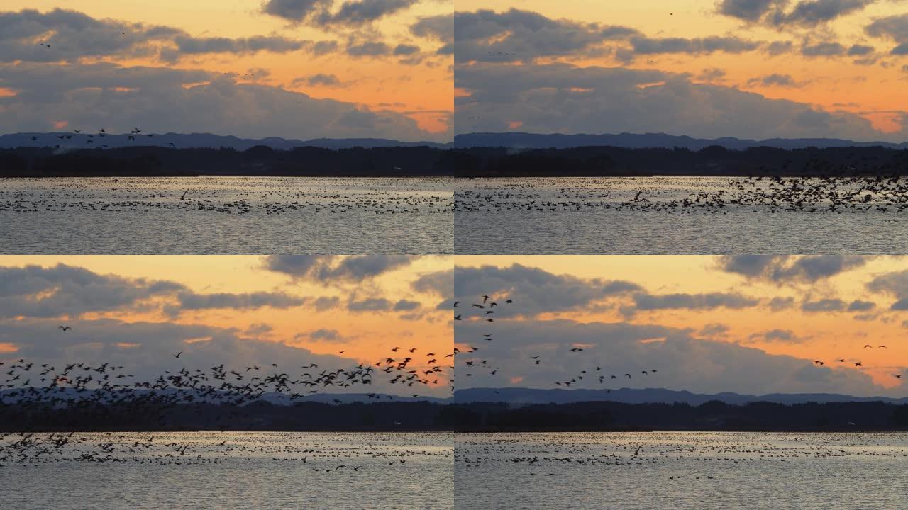 一群飞翔的野鹅海平面日落夕阳景色候鸟飞翔