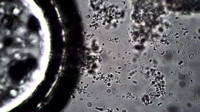 显微镜下牛奶发酵剂中的大肠杆菌和芽孢杆菌