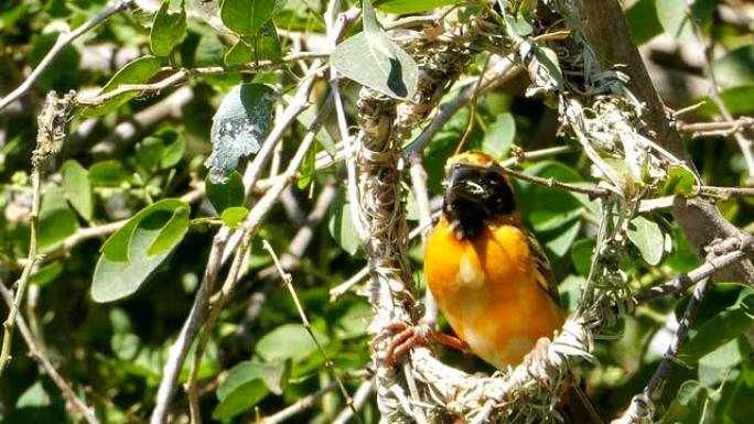 织鸟筑巢。保护环境生态保护