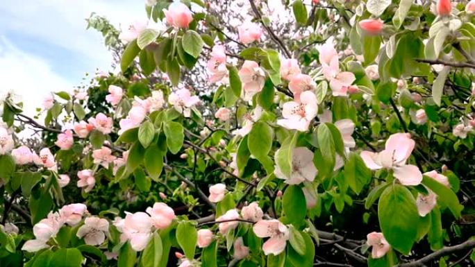 春天的树，粉红色的花朵，杏仁花在树枝上，随风运动，在蓝天上，每天都有灯光