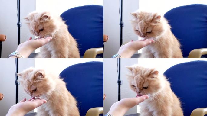 4k分辨率的波斯猫在椅子上吃毛球补救凝胶的运动
