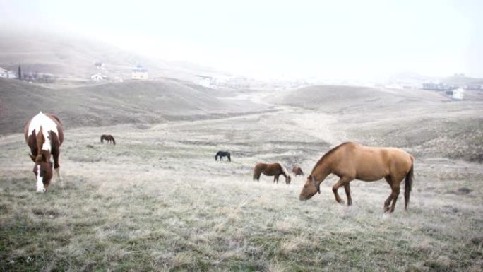 在多云的天气里，马在山坡上吃草。