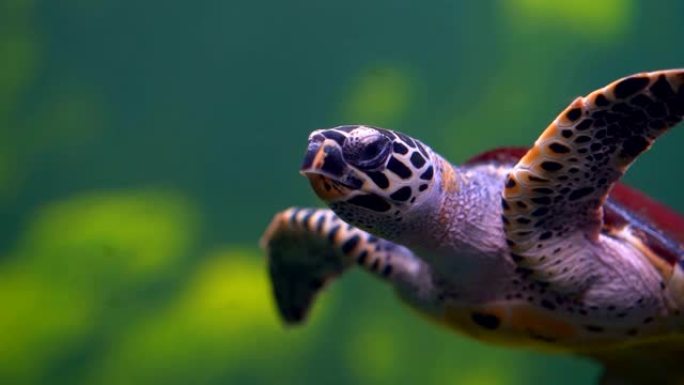 慢动作大乌龟在海水下潜水，光通水美自然，乌龟在海洋中游泳，水上野生动物表现出海洋污染环境的保护，美丽