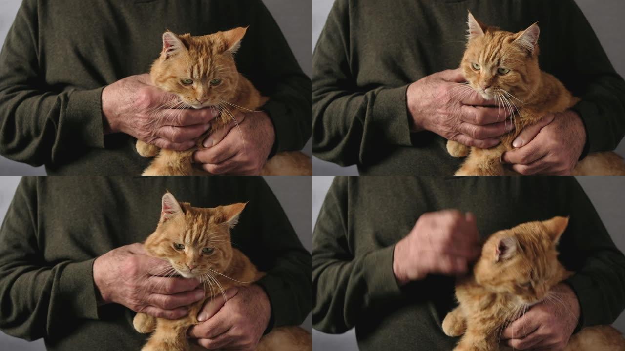 老人抚摸着一只生姜虎斑猫的胸部，将它抱在腿上，双手和宠物的特写镜头