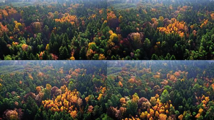 秋天的森林俯视图，从上面看