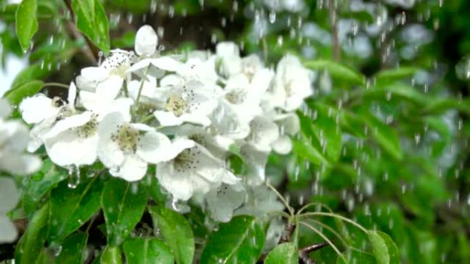 雨中有花的樱桃枝。特写。慢动作。水滴落在绿叶和白花上。特写。樱桃花春天盛开。