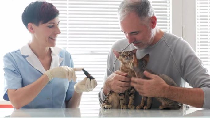 成熟的男人将他的德文雷克斯猫带到兽医那里用CBD油治疗