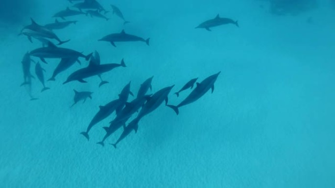 海豚妈妈从豆荚里带走小海豚。旋转海豚 (Stenella longirostris)，水下拍摄，俯视