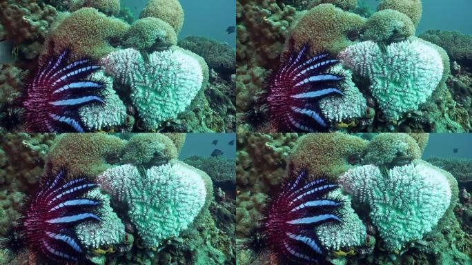 水下珊瑚礁上的荆棘海星 (Acanthaster planci) 冠引起的珊瑚漂白