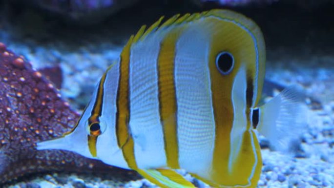 白色黄色条纹热带铜蝴蝶鱼