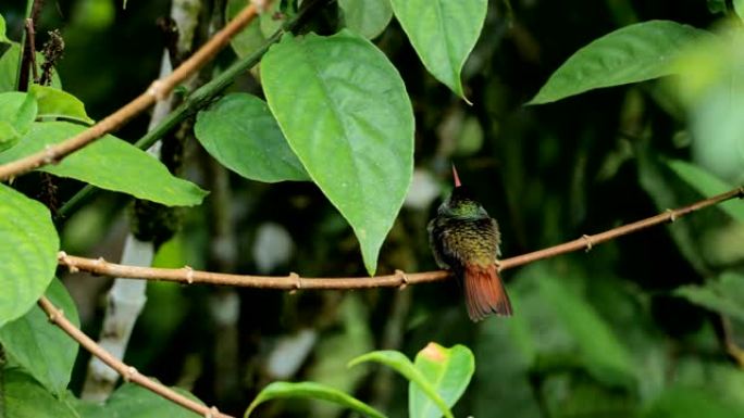 红斑尾蜂鸟，哥斯达黎加