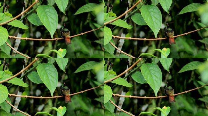 红斑尾蜂鸟，哥斯达黎加