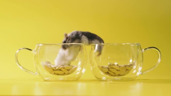 啮齿动物。两只仓鼠在一个装有咖啡的透明杯子里盖房子。