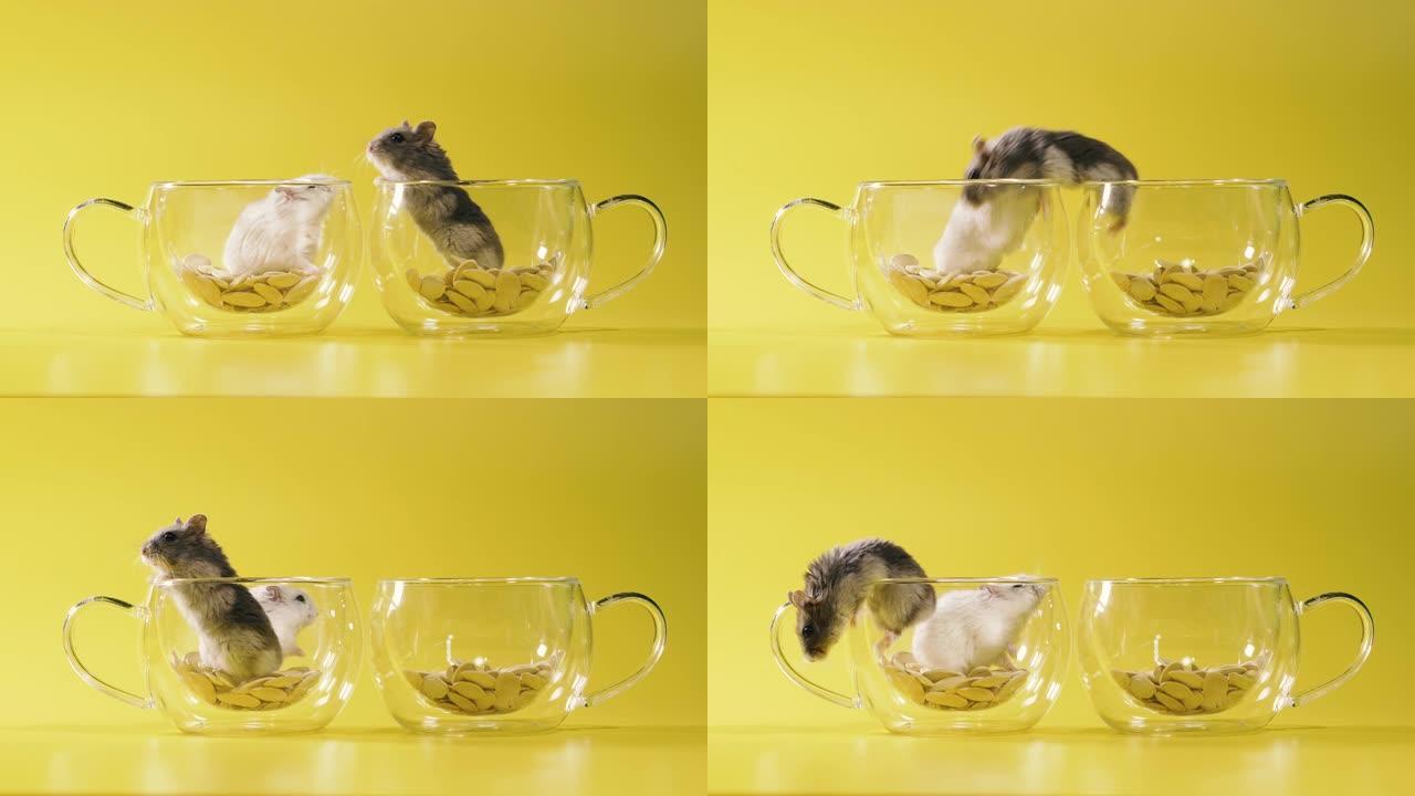 啮齿动物。两只仓鼠在一个装有咖啡的透明杯子里盖房子。