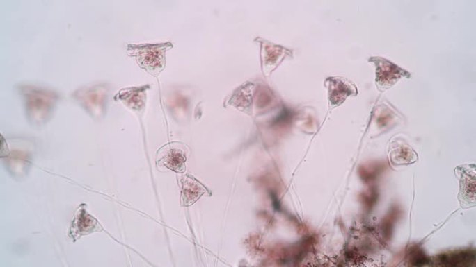 显微镜下废水中的涡旋菌 (有机体)。