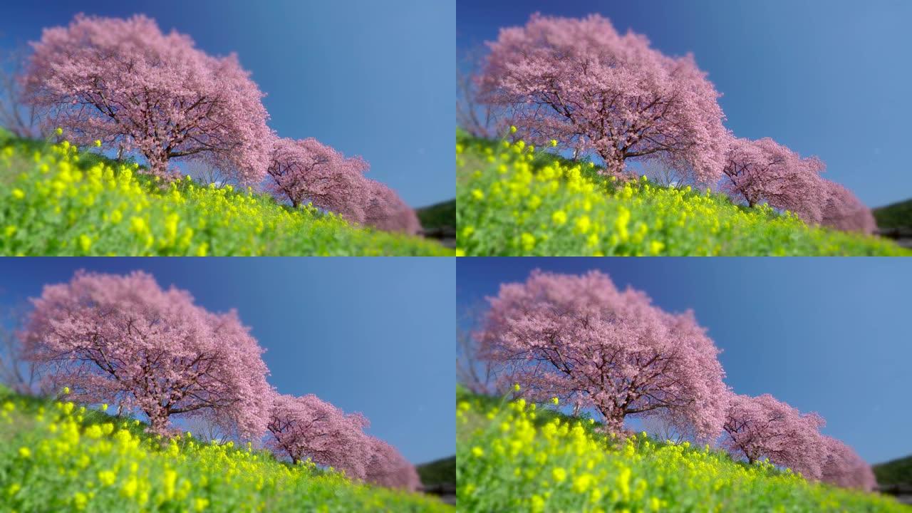 下加莫河岸上有卡诺拉花的河津樱花树