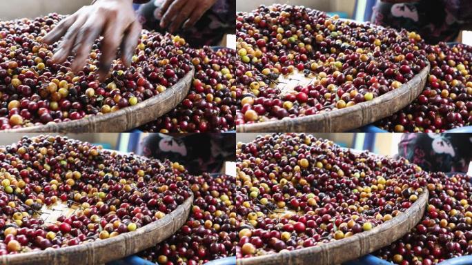 工人选择绿色的阿拉比卡咖啡浆果，然后在湿过程之前先将其从木篮中切出。