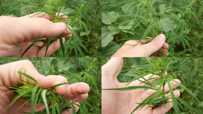 收集大麻。检查药用大麻的叶子和锥体